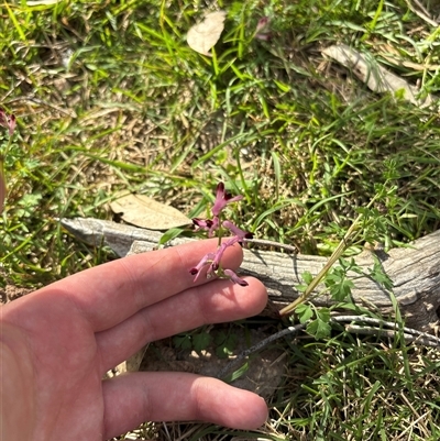 Fumaria muralis subsp. muralis (Wall Fumitory) at Whitlam, ACT - 23 Sep 2025 by KaiDewPHD