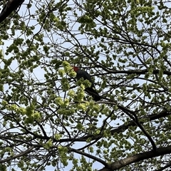 Callocephalon fimbriatum (Gang-gang Cockatoo) at Yarralumla, ACT - 24 Sep 2025 by Nangala