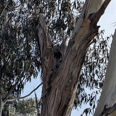 Callocephalon fimbriatum (Gang-gang Cockatoo) at Watson, ACT - 24 Sep 2025 by mainsprite