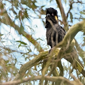 Zanda funerea (Yellow-tailed Black-Cockatoo) at Burradoo, NSW - 20 Sep 2025 by Freebird