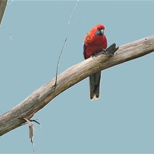 Platycercus elegans (Crimson Rosella) at Burradoo, NSW - 20 Sep 2025 by Freebird