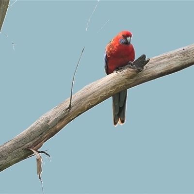 Platycercus elegans (Crimson Rosella) at Burradoo, NSW - 20 Sep 2025 by Freebird