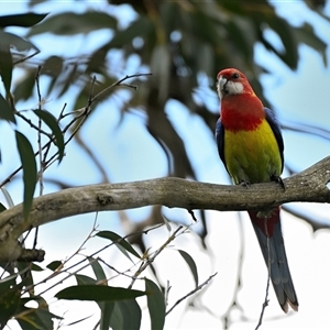 Platycercus eximius (Eastern Rosella) at Burradoo, NSW - 20 Sep 2025 by Freebird