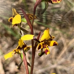 Diuris pardina (Leopard Doubletail) at Hall, ACT - 24 Sep 2025 by strigo