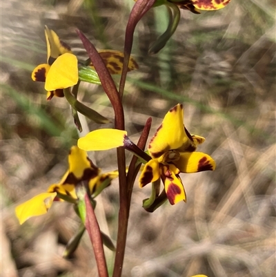 Diuris pardina (Leopard Doubletail) at Hall, ACT - 24 Sep 2025 by strigo