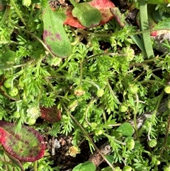 Cotula australis (Common Cotula, Carrot Weed) at Hall, ACT - 22 Sep 2025 by strigo