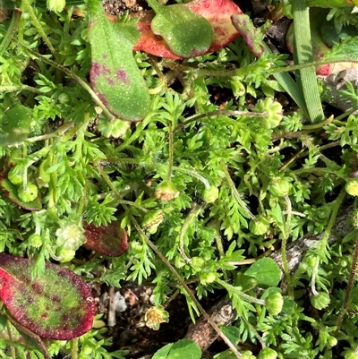 Cotula australis (Common Cotula, Carrot Weed) at Hall, ACT - 22 Sep 2025 by strigo