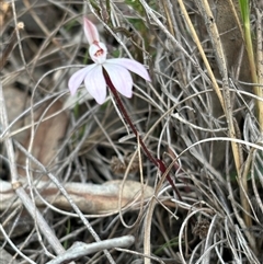 Caladenia fuscata (Dusky Fingers) at Hackett, ACT - 21 Sep 2025 by petersan