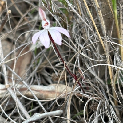 Caladenia fuscata (Dusky Fingers) at Hackett, ACT - 21 Sep 2025 by petersan