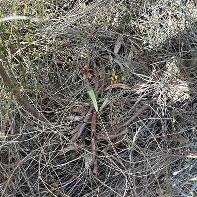 Caladenia actensis (Canberra Spider Orchid) at  - suppressed by petersan
