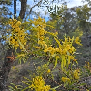 Acacia rubida (Red-stemmed Wattle, Red-leaved Wattle) at Symonston, ACT - 24 Sep 2025 by Mike
