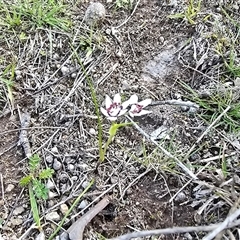 Wurmbea dioica subsp. dioica (Early Nancy) at Symonston, ACT - 24 Sep 2025 by Mike
