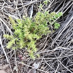 Crassula sieberiana (Austral Stonecrop) at Symonston, ACT - 24 Sep 2025 by Mike