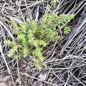 Crassula sieberiana (Austral Stonecrop) at Symonston, ACT - 24 Sep 2025 by Mike
