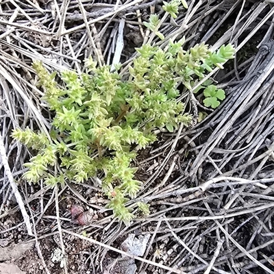 Crassula sieberiana (Austral Stonecrop) at Symonston, ACT - 24 Sep 2025 by Mike