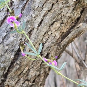 Glycine clandestina (Twining Glycine) at Symonston, ACT - 24 Sep 2025 by Mike