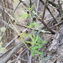 Glycine clandestina at Symonston, ACT - 24 Sep 2025 03:01 PM