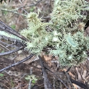 Usnea sp. (genus) (Bearded lichen) at Symonston, ACT - 24 Sep 2025 by Mike