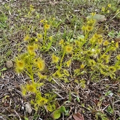 Drosera (genus) (A Sundew) at Symonston, ACT - 24 Sep 2025 by Mike