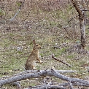 Oryctolagus cuniculus (European Rabbit) at Symonston, ACT - 24 Sep 2025 by Mike