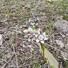 Wurmbea dioica subsp. dioica (Early Nancy) at Symonston, ACT - 24 Sep 2025 by Mike