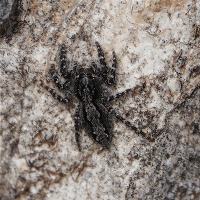 Cytaea aspera at Hall, ACT - 24 Sep 2025 by Anna123