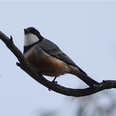 Pachycephala rufiventris (Rufous Whistler) at Hall, ACT - 24 Sep 2025 by Anna123