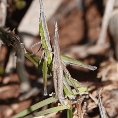 Keyacris scurra (Key's Matchstick Grasshopper) at Hall, ACT - 24 Sep 2025 by Anna123