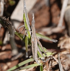 Keyacris scurra (Key's Matchstick Grasshopper) at Hall, ACT - 24 Sep 2025 by Anna123