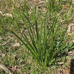 Bulbine bulbosa (Golden Lily, Bulbine Lily) at Hackett, ACT - 24 Sep 2025 by HappyWanderer