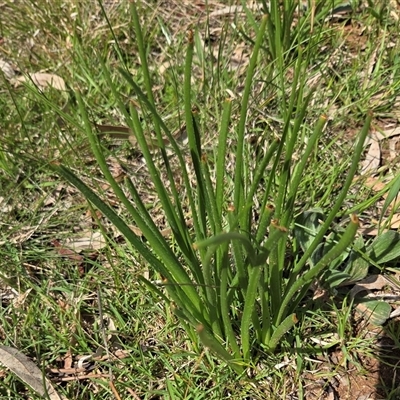 Bulbine bulbosa (Golden Lily, Bulbine Lily) at Hackett, ACT - 24 Sep 2025 by HappyWanderer