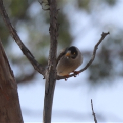 Manorina melanocephala (Noisy Miner) at Hackett, ACT - 24 Sep 2025 by HappyWanderer