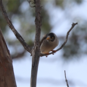 Manorina melanocephala (Noisy Miner) at Hackett, ACT - 24 Sep 2025 by HappyWanderer