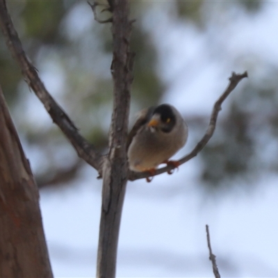 Manorina melanocephala (Noisy Miner) at Hackett, ACT - 24 Sep 2025 by HappyWanderer