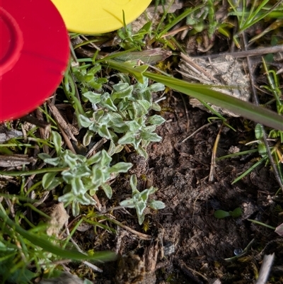 Stuartina muelleri (Spoon Cudweed) at Forde, ACT - 23 Sep 2025 by mainsprite