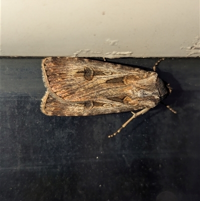 Agrotis munda (Brown Cutworm) at Surfers Paradise, QLD - 21 Sep 2025 by Miranda