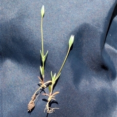 Moenchia erecta (Erect Chickweed) at Throsby, ACT - 23 Sep 2025 by mainsprite