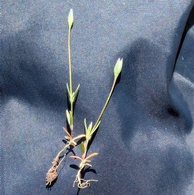 Moenchia erecta (Erect Chickweed) at Throsby, ACT - 23 Sep 2025 by mainsprite