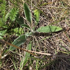 Plantago varia (Native Plaintain) at Hackett, ACT - 24 Sep 2025 by HappyWanderer