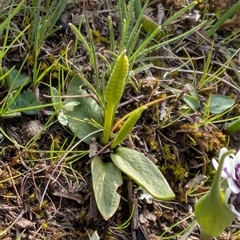 Ophioglossum lusitanicum (Adder's Tongue) at Forde, ACT - 23 Sep 2025 by mainsprite