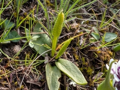 Ophioglossum lusitanicum (Adder's Tongue) at Forde, ACT - 23 Sep 2025 by mainsprite