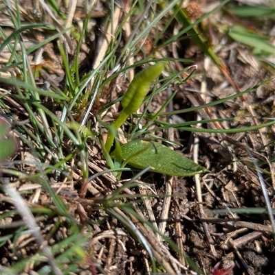 Ophioglossum lusitanicum (Adder's Tongue) at Forde, ACT - 22 Sep 2025 by mainsprite