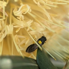 Unverified Bee (Hymenoptera, Apiformes) at Bilinga, QLD - 24 Sep 2025 by Miranda