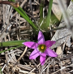 Romulea rosea var. australis (Onion Grass) at Hackett, ACT - 24 Sep 2025 by HappyWanderer