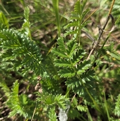 Acaena (genus) (A Sheep's Burr) at Hackett, ACT - 2 Oct 2025 by HappyWanderer