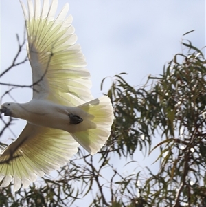 Cacatua galerita (Sulphur-crested Cockatoo) at Hackett, ACT - 24 Sep 2025 by HappyWanderer
