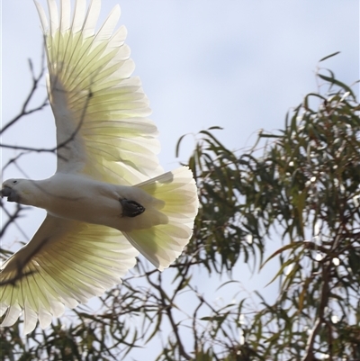 Cacatua galerita (Sulphur-crested Cockatoo) at Hackett, ACT - 24 Sep 2025 by HappyWanderer