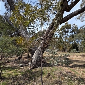 Acacia implexa (Hickory Wattle, Lightwood) at Hackett, ACT - 24 Sep 2025 by HappyWanderer