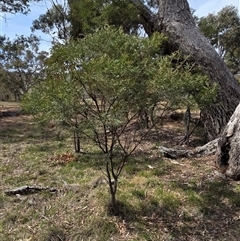 Acacia parramattensis (Parramatta Green Wattle) at Hackett, ACT - 2 Oct 2025 by HappyWanderer