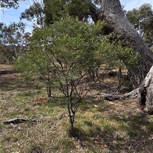 Acacia parramattensis (Parramatta Green Wattle) at Hackett, ACT - 2 Oct 2025 by HappyWanderer